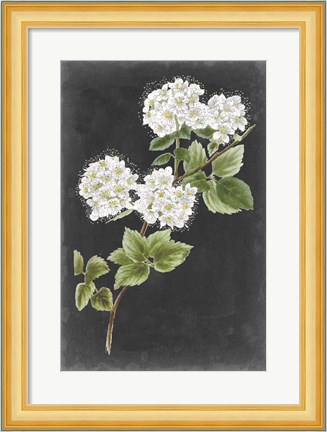 Framed Dramatic White Flowers II Print