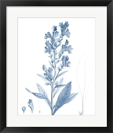 Framed Antique Botanical in Blue III Print