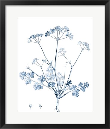 Framed Antique Botanical in Blue IV Print