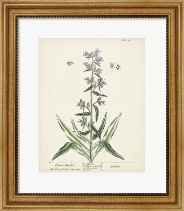 Framed Antique Herbs II Print