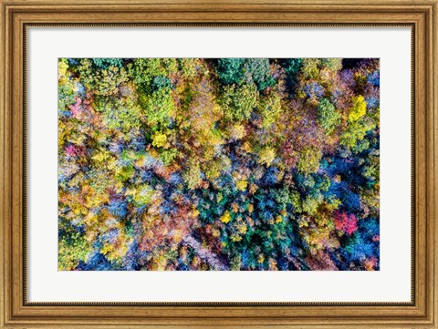 Framed Aerial Fall Trees Print