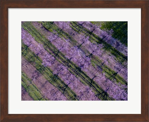 Framed Peach Orchard in Spring, Marion County, Illinois Print