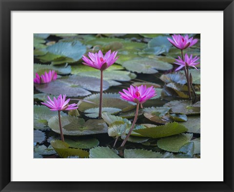Framed Pink Water Lilies Print