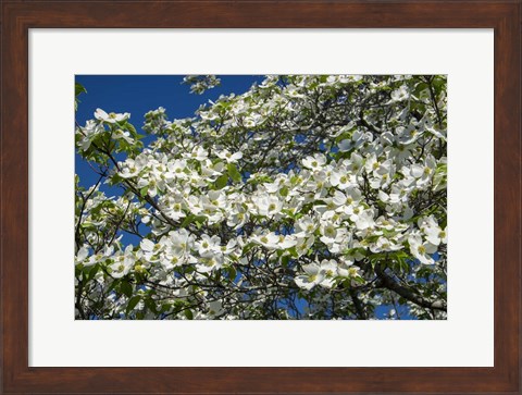 Framed White Dogwood Tree Print