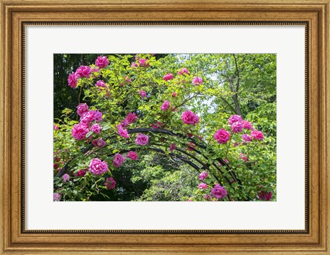 Framed Arbor Of Pink Roses Print