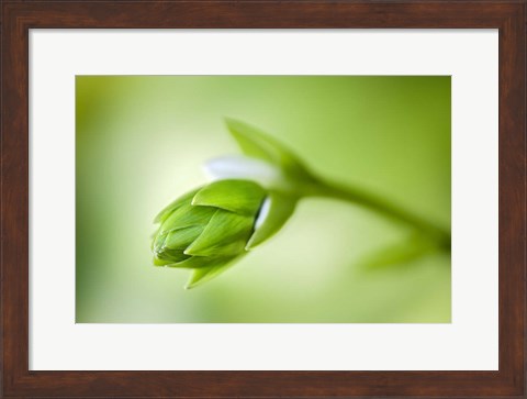 Framed Hosta Flower Bud Print