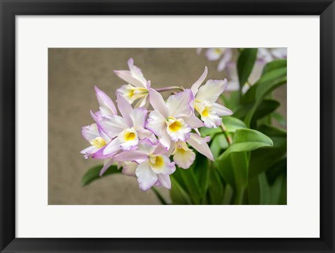 Framed Apple Blossom, Iwanagara Orchid Print