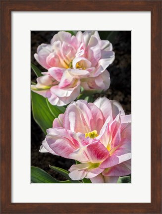 Framed Pink Double Early Tulip Print