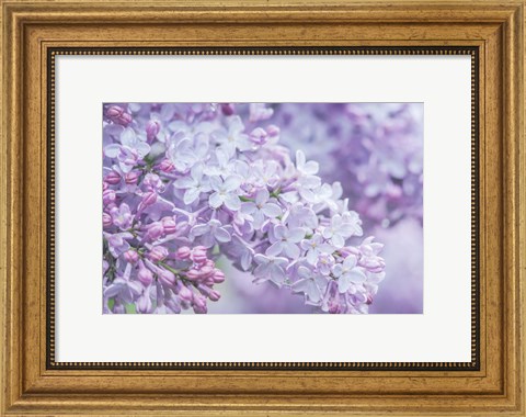 Framed Lilac Close-Up Print