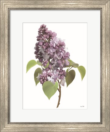 Framed Lilac Stem Print