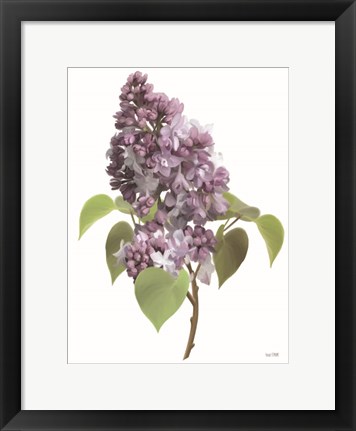 Framed Lilac Stem Print