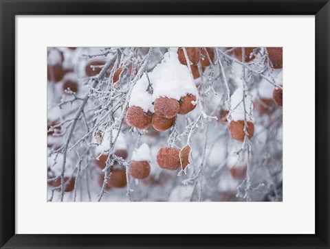 Framed Orchard in Winter Print