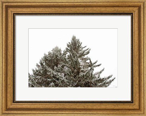 Framed Snow on Treetops Print