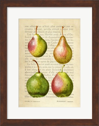Framed Pears, After Redoute Print