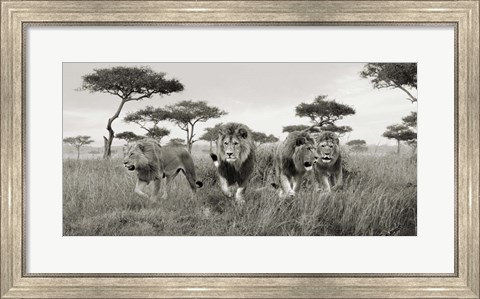 Framed Brothers, Masai Mara, Kenya (detail) Print