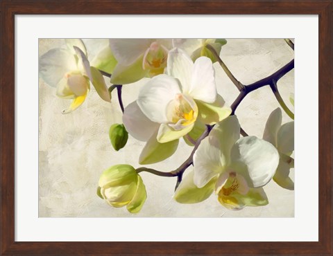 Framed Orchid in the Sun Print