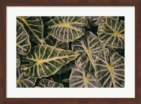 Framed Greenery Abounds Print