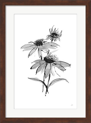 Framed Wash Echinacea II Print