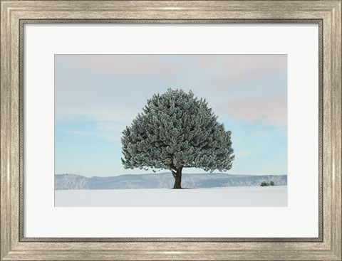 Framed Frosted Pine Print