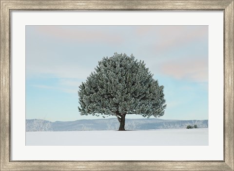 Framed Frosted Pine Print