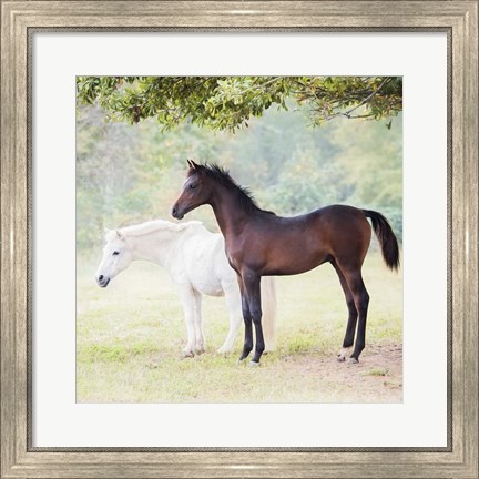 Framed Collection of Horses VII Print