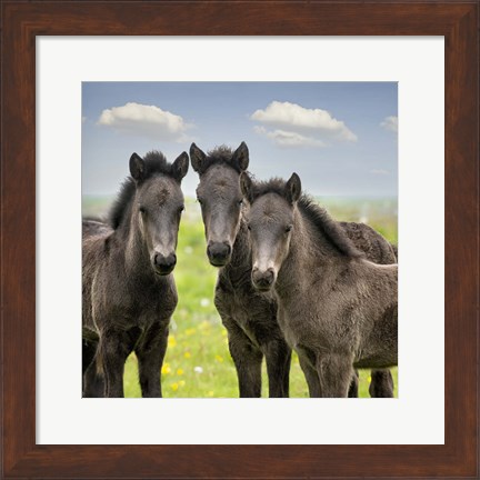 Framed Collection of Horses IX Print