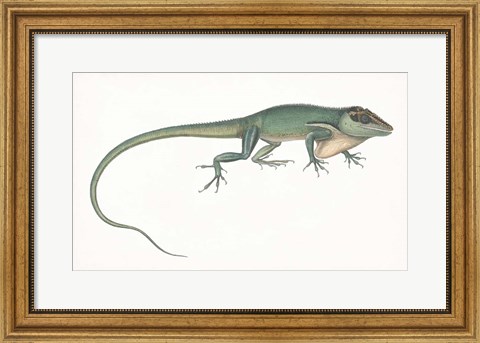 Framed Antique Chameleon Print