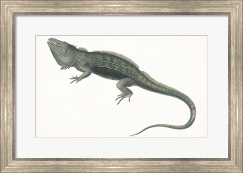 Framed Antique Iguana Print