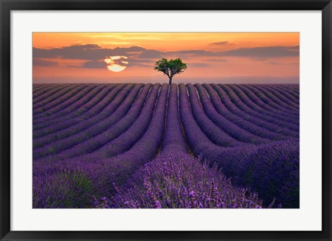 Framed For the Love of Lavender Print