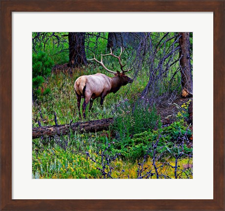 Framed Elk Print