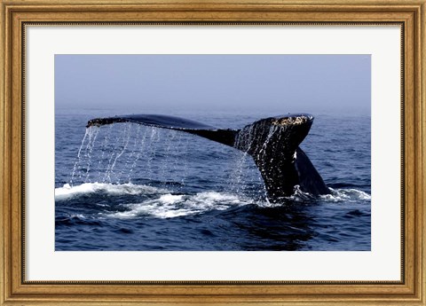 Framed Whale Of A Tail Print