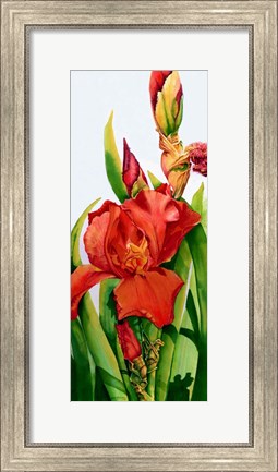 Framed Red Iris Print