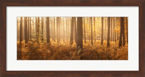 Framed Wyre Forest Print