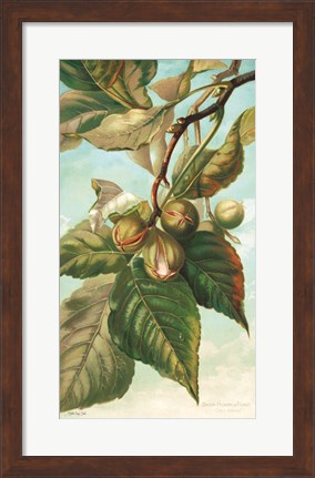 Framed Tree Branch with Fruit I Print