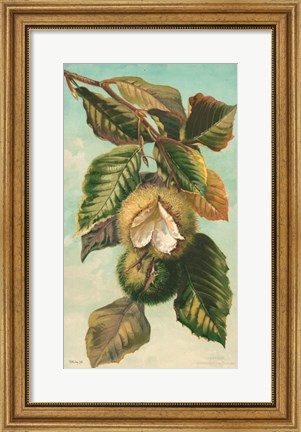 Framed Tree Branch with Fruit II Print