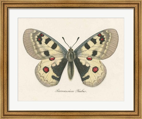 Framed Natures Butterfly III Print