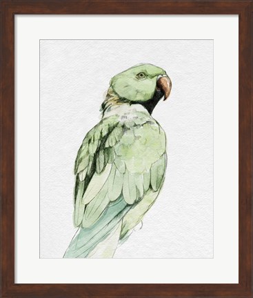 Framed Bright Parrot Portrait II Print