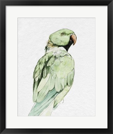 Framed Bright Parrot Portrait II Print
