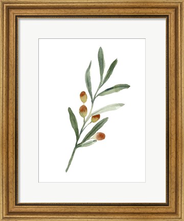 Framed Sweet Olive Branch IV Print