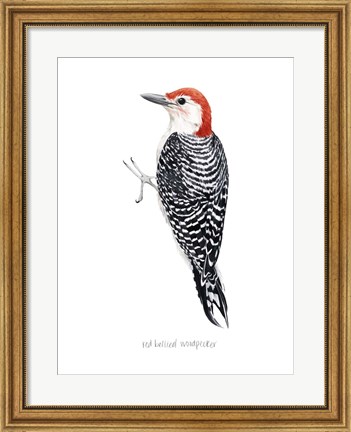Framed Watercolor Woodpecker III Print