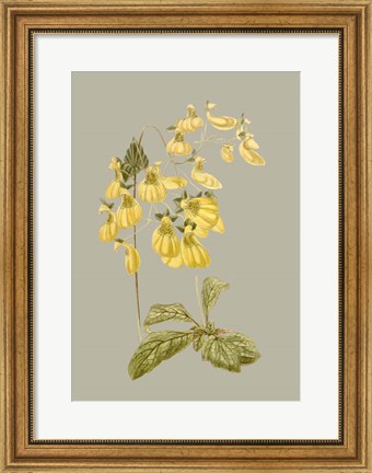 Framed Botanical Array III Print