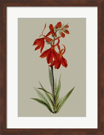 Framed Botanical Array VII Print