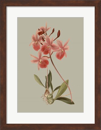 Framed Botanical Array IX Print