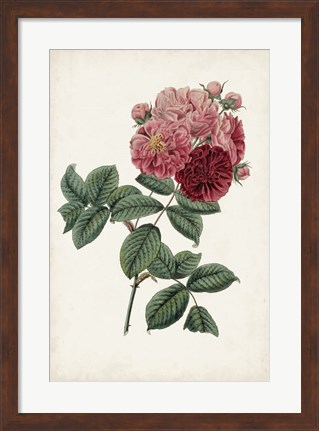 Framed Vintage Rose Clippings III Print
