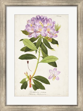 Framed Vintage Rhododendron II Print