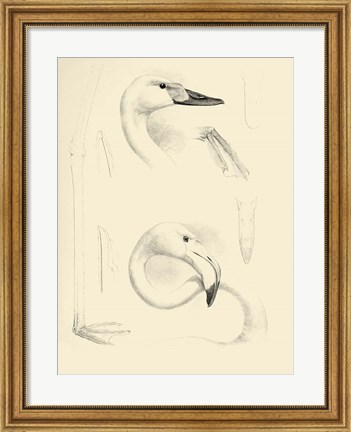 Framed Waterbird Sketchbook II Print