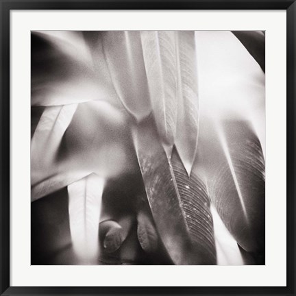 Framed Evergreen No. 4 Print