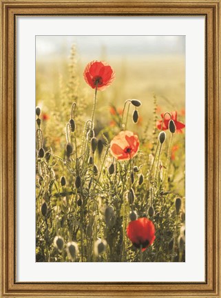 Framed Poppy Field II Print