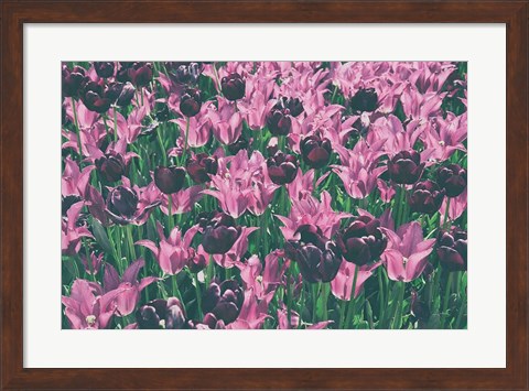 Framed Tulip Botanical Print