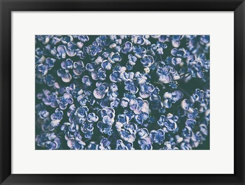 Framed Lilac Closeup Print
